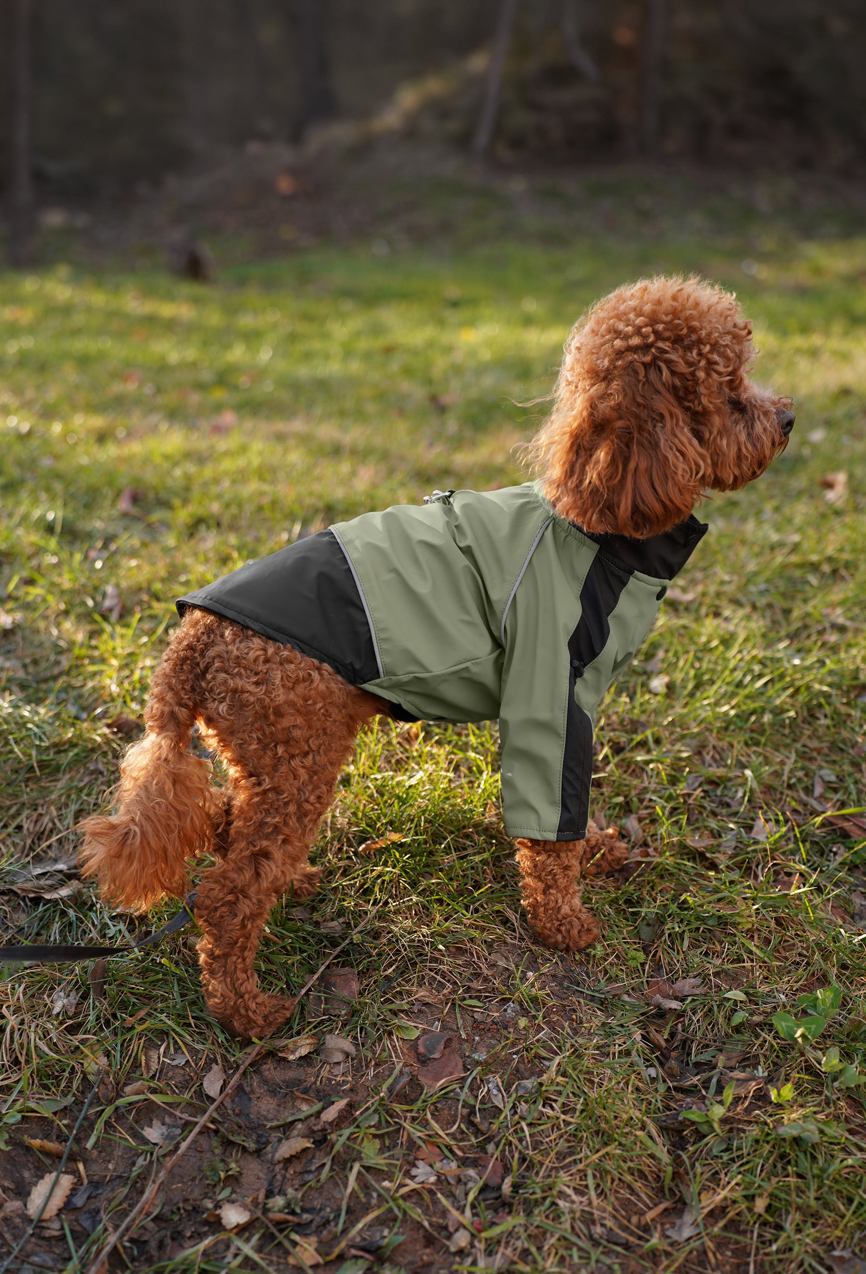 Çim alanda haki waterproof köpek montu giyen Toy Poodle lifestyle çekimi