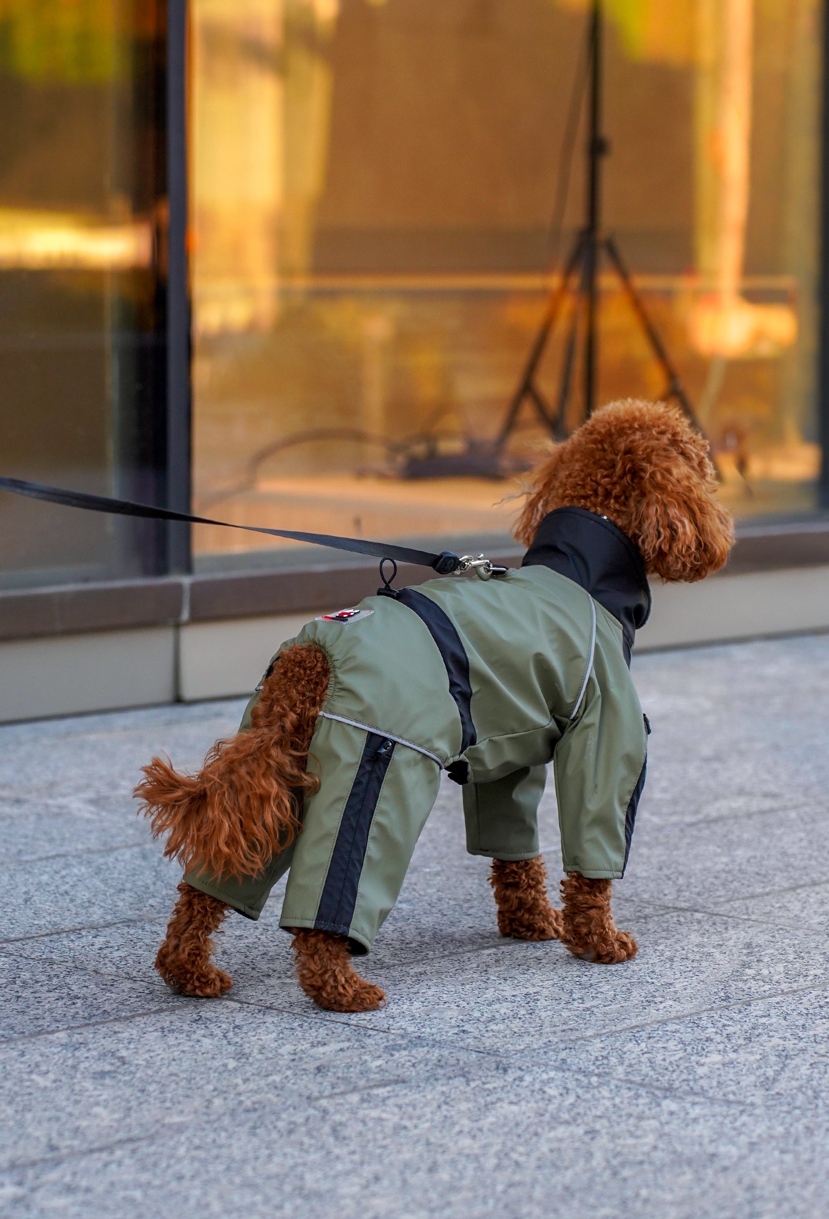 Modern şehir ortamında haki su geçirmez köpek tulumu giyen Toy Poodle arka görünüm lifestyle çekimi