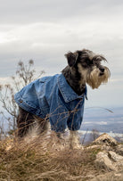 Koyu kar yıkama denim köpek ceketi Rodeo giyen Schnauzer köpek doğada açık havada modern ve şık köpek kıyafeti ile doğada 