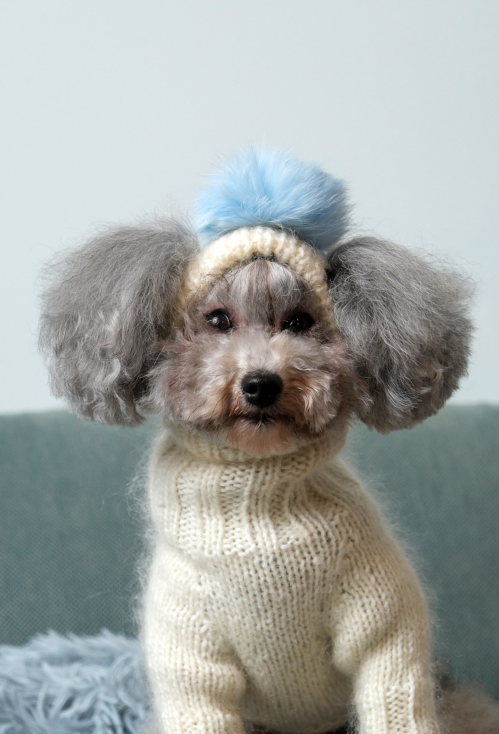 Toy Poodle üzerinde krem örgü köpek şapkası ve mavi ponpon detayı, sıcak ev ortamında lifestyle çekimi