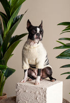 Boston Terrier üzerinde krem siyah çizgili el örgüsü köpek kazağı, bitkili ev ortamında şık görünüm