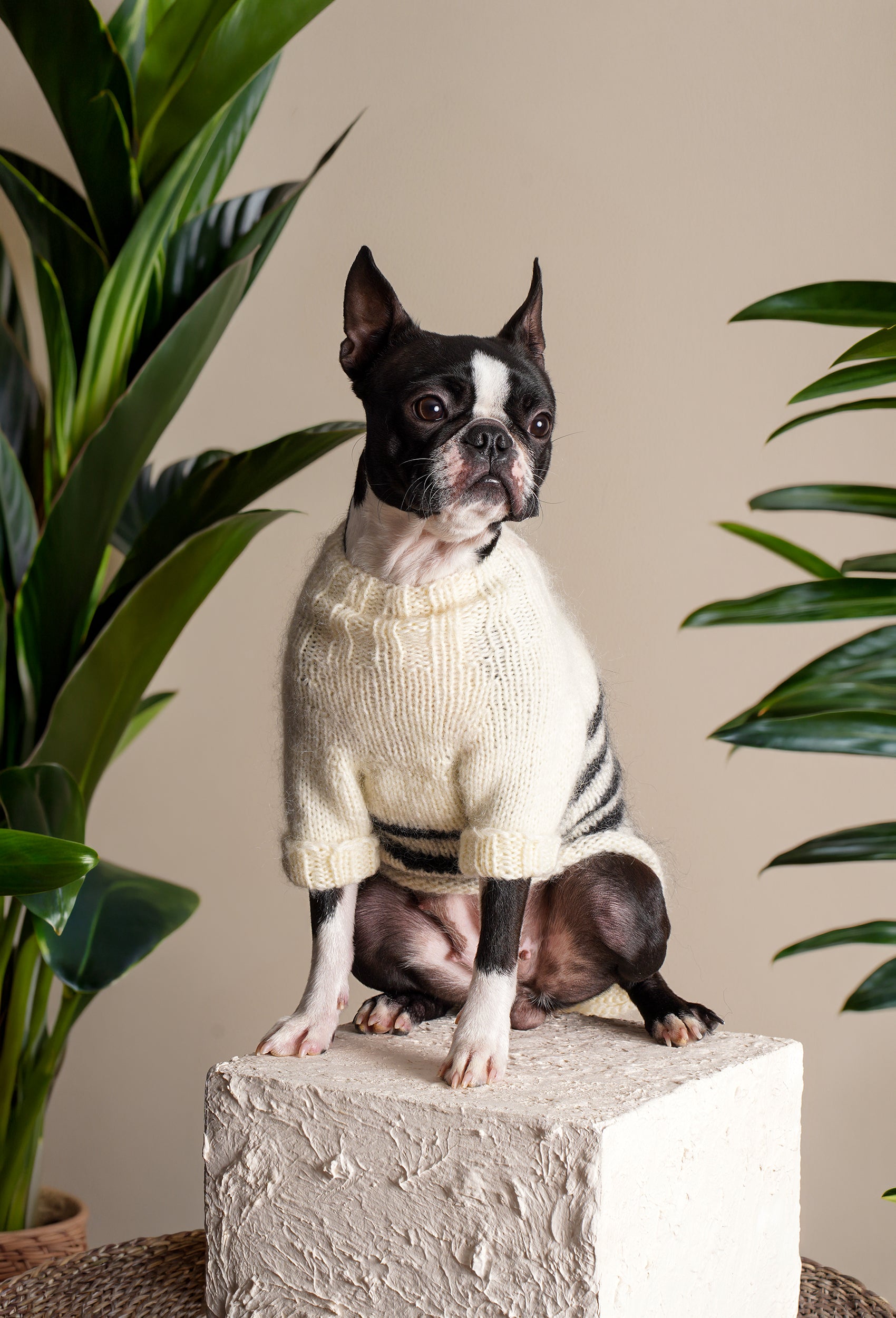 Boston Terrier üzerinde krem siyah çizgili el örgüsü köpek kazağı, bitkili ev ortamında şık görünüm
