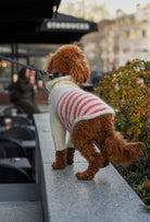 Toy Poodle üzerinde krem somon çizgili el örgüsü köpek kazak, şehir yürüyüşü lifestyle çekimi