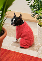 Boston Terrier üzerinde mercan rengi pirinç ve burgu örgü köpek tulumu, evde sıcak lifestyle görünüm
