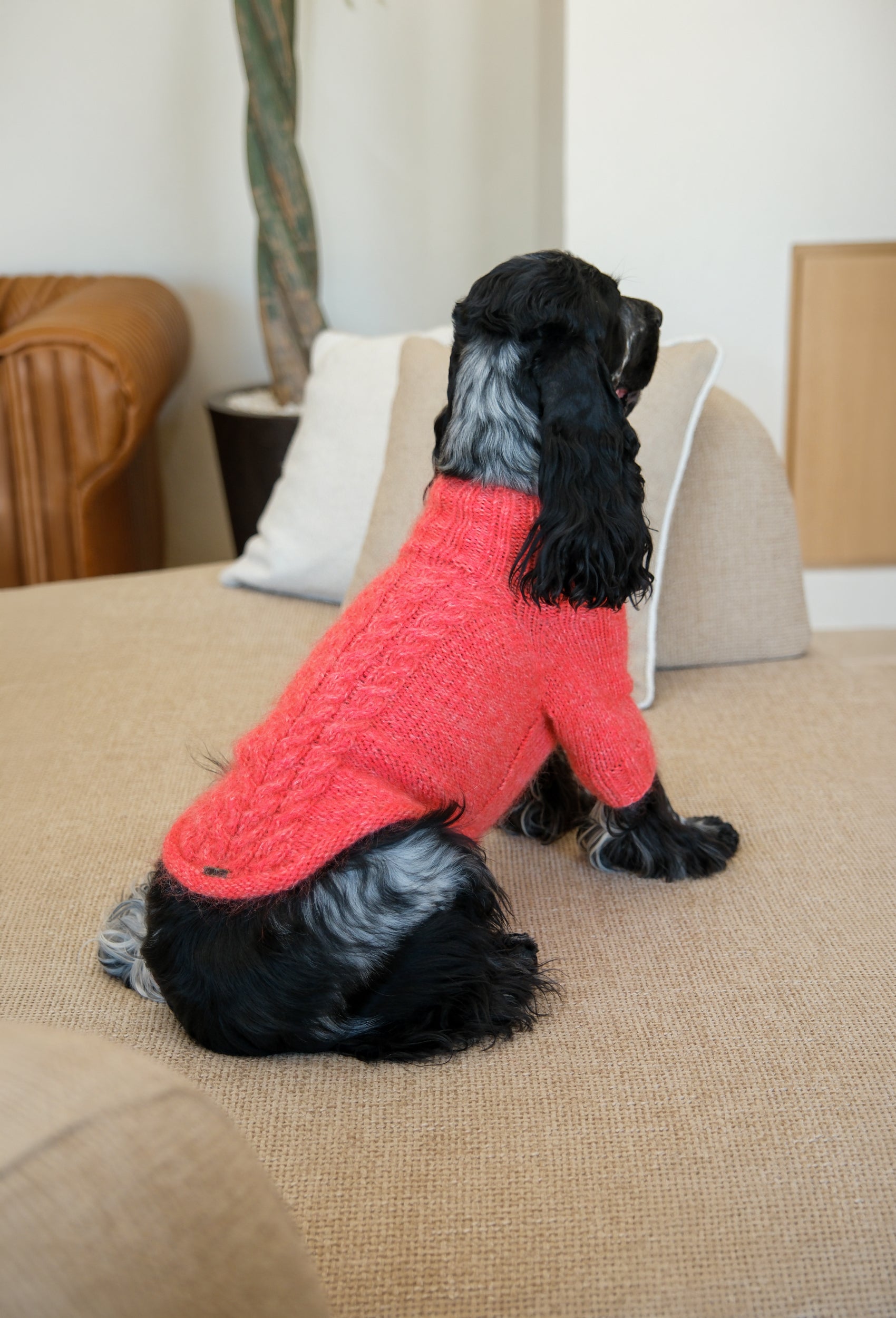 Nar çiçeği örgülü regular fit köpek kazak, cocker spaniel köpek üzerinde iç mekân lifestyle çekimi