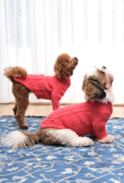 Nar çiçeği örgülü regular fit köpek kazak, Toy Poodle ve Shih Tzu ile ev içi lifestyle çekim