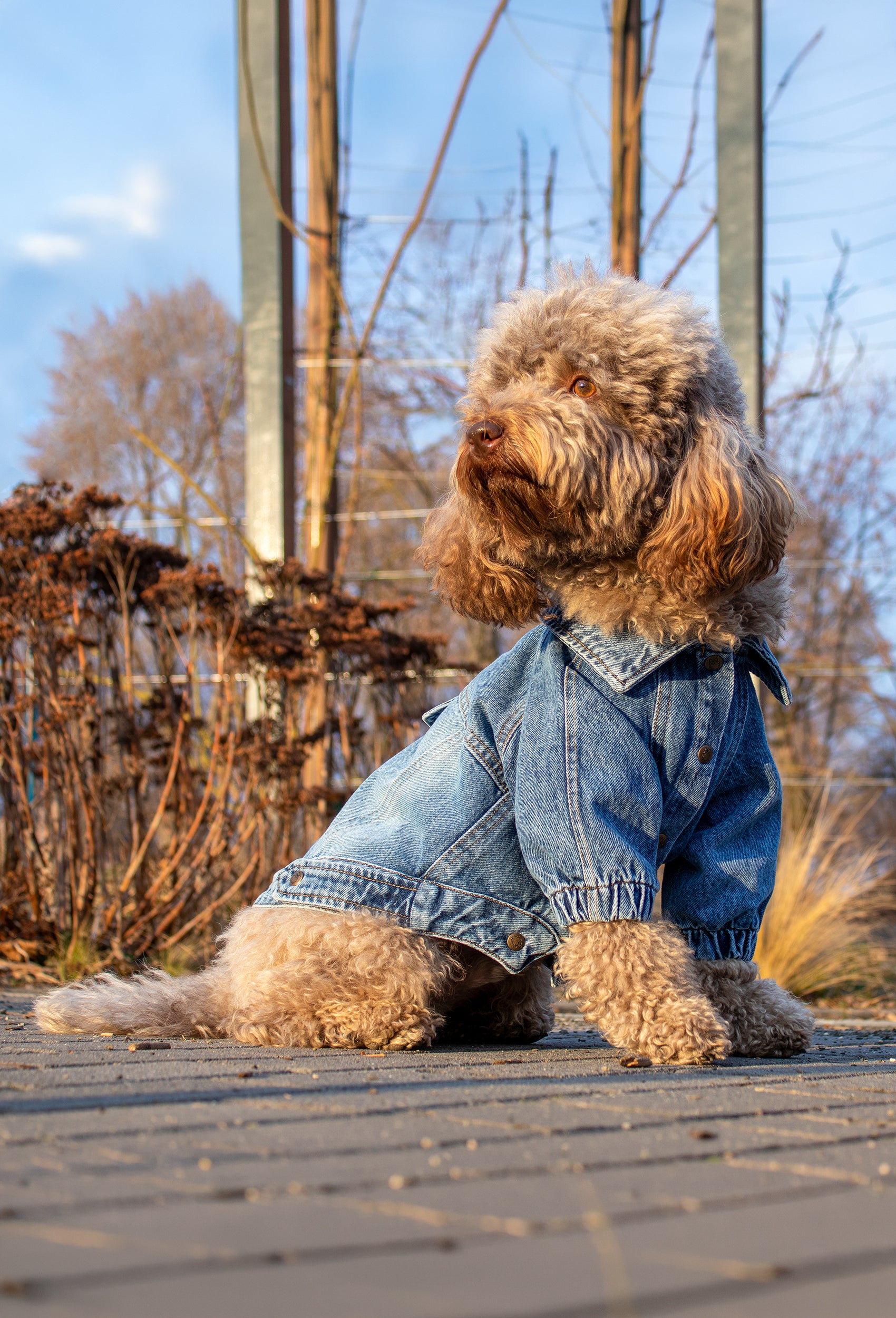 Orta kar yıkama denim köpek ceketi Rodeo giyen Poodle açık havada güneşli dış mekanda oturuyor