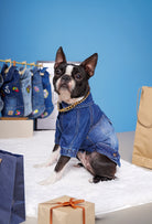 Orta yıkama denim köpek ceketi Rodeo giyen Boston Terrier köpek stüdyo ortamında modern ve şık köpek kıyafeti ile oturuyor