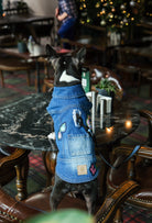 Orta yıkama denim Kiss köpek yeleği arka detay görünümü ile Boston Terrier köpek cafe ortamında ürün fotoğrafı