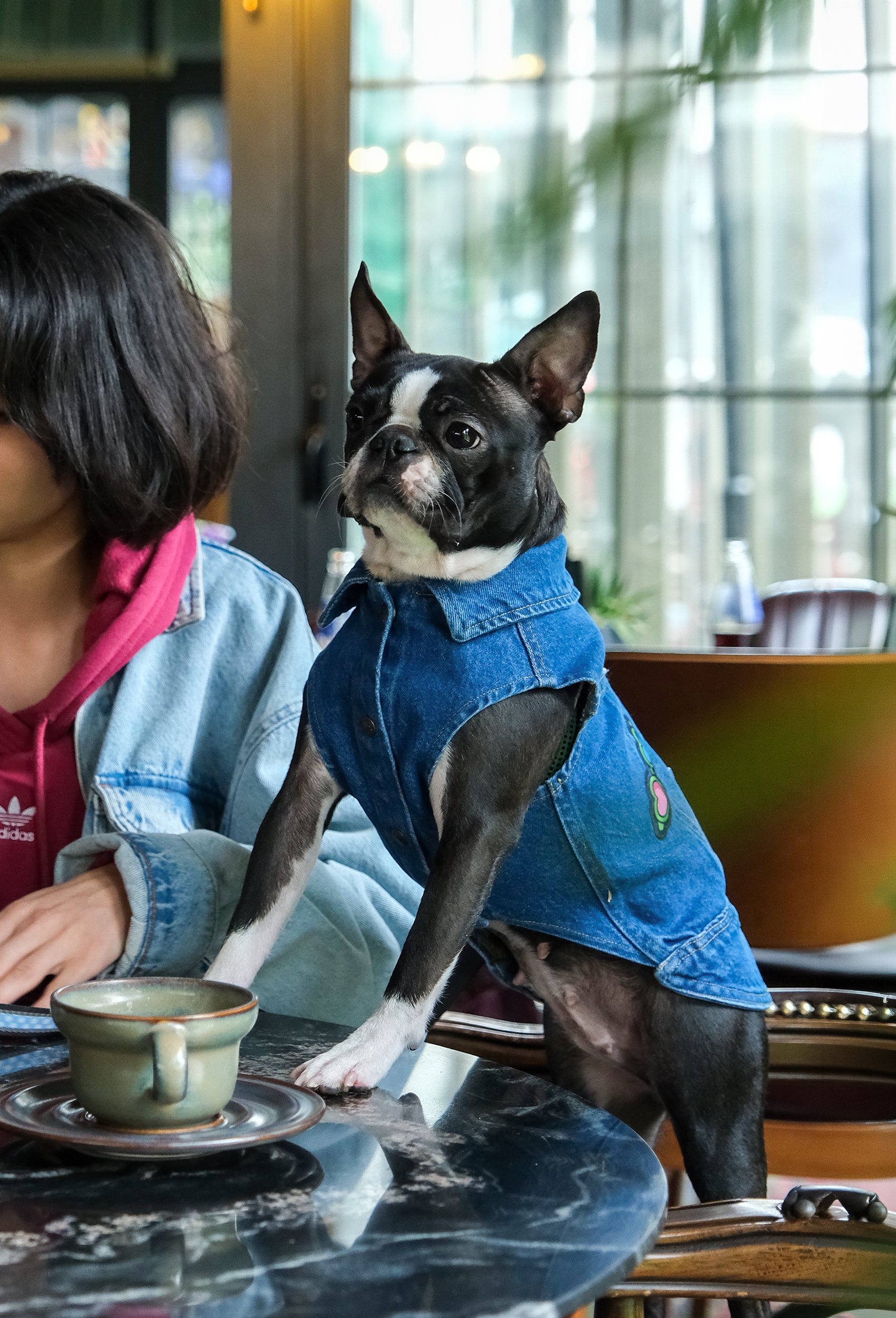 Orta yıkama denim Kiss köpek yeleği giyen Boston Terrier köpek cafe ortamında önden lifestyle ürün fotoğrafı