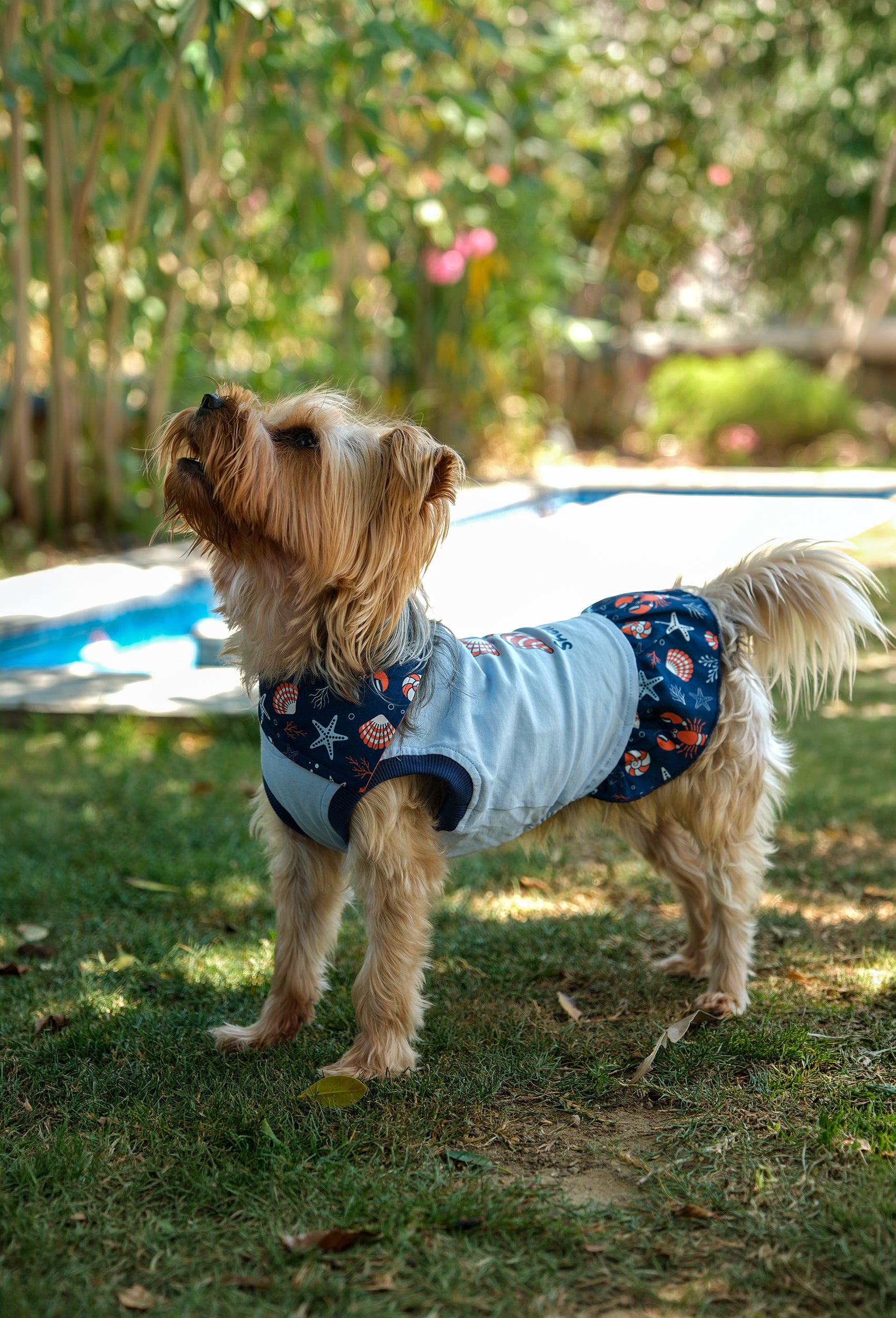 Pamuklu bebek mavisi Shell Yeah köpek elbisesi giyen Yorkshire Terrier köpek havuz kenarında yaz konseptli lifestyle çekiminde