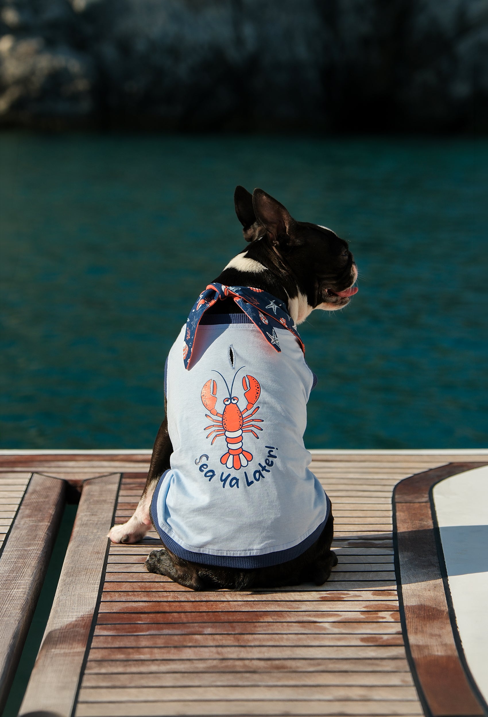 Pamuklu bebek mavisi Sea Ya Later köpek t-shirt giyen Boston Terrier yat üzerinde yaz temalı lifestyle çekiminde