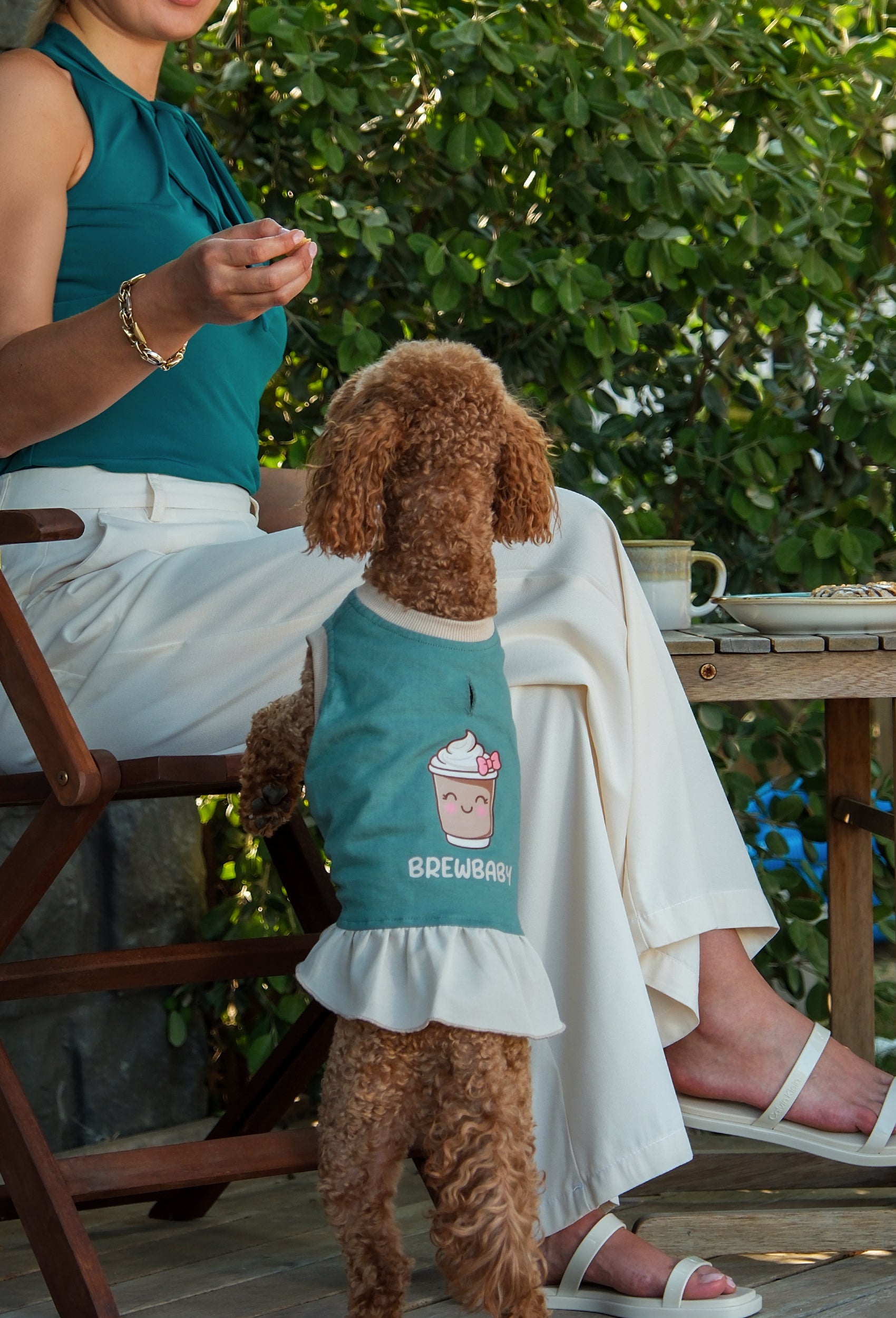 Pamuklu koyu yeşil Brew Baby köpek elbisesi giyen Poodle köpek açık havada kafe ortamında lifestyle çekiminde
