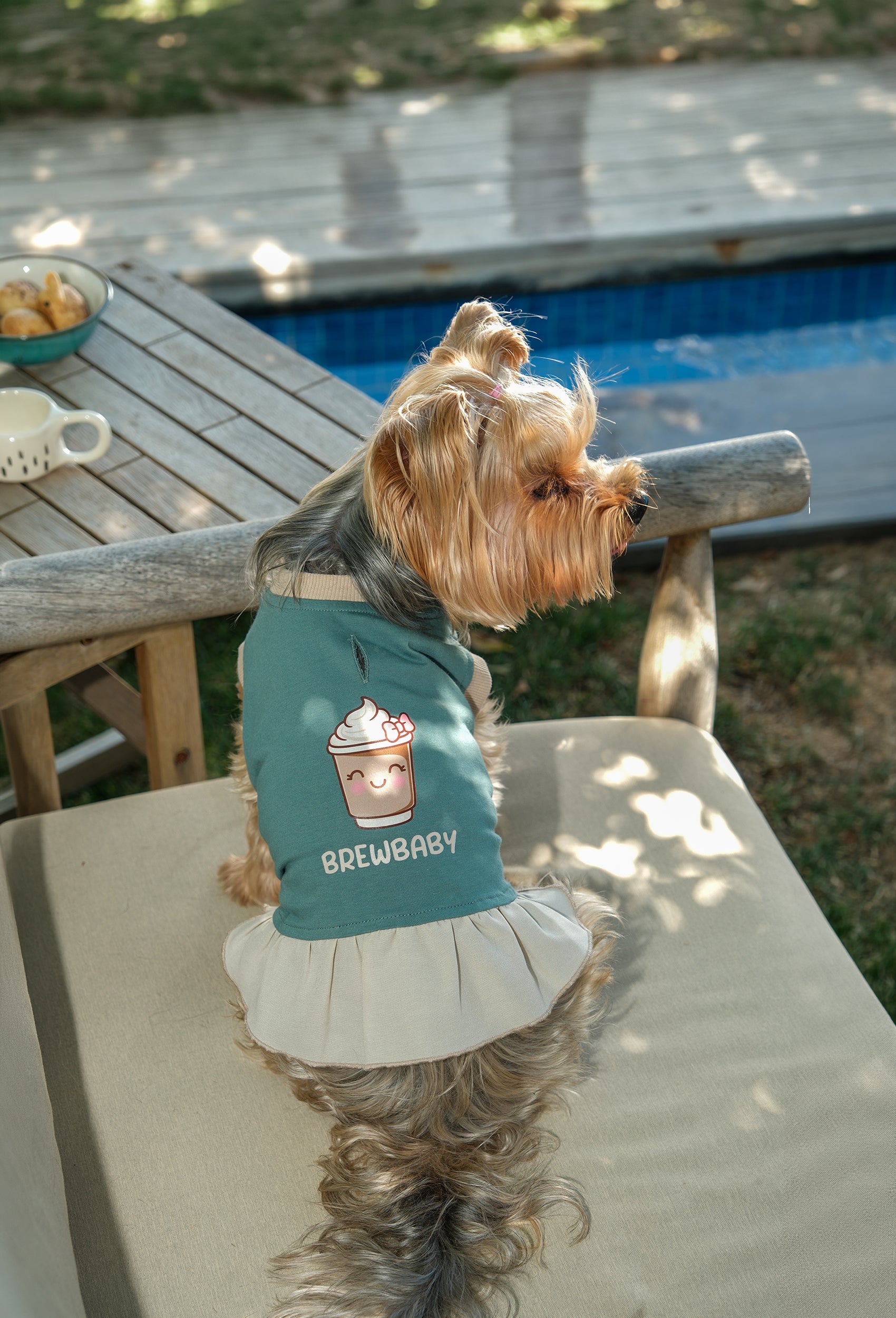 Pamuklu koyu yeşil Brew Baby köpek elbisesi giyen Yorkshire Terrier köpek havuz kenarında lifestyle çekiminde