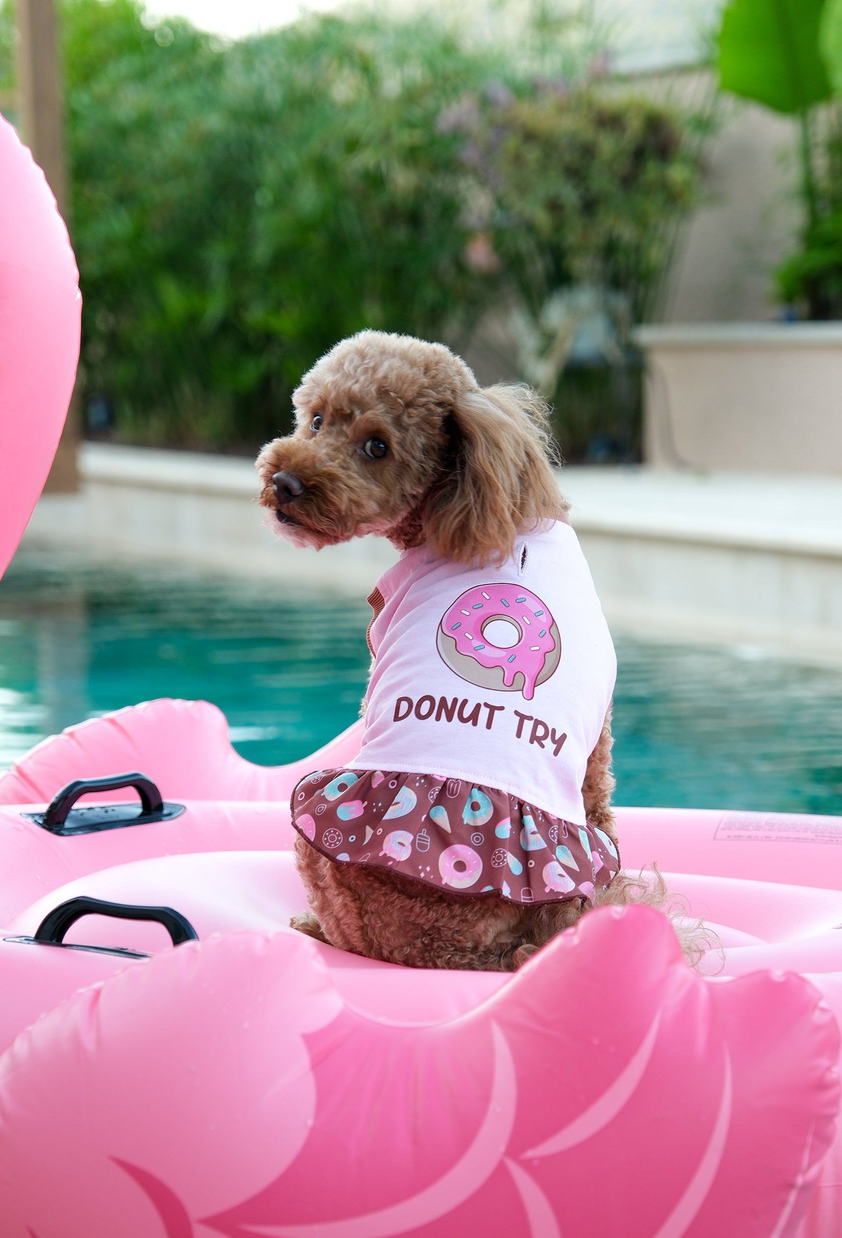 Pamuklu pembe Donut Try köpek elbisesi giyen toy poodle köpek havuz başında yaz temalı lifestyle çekiminde