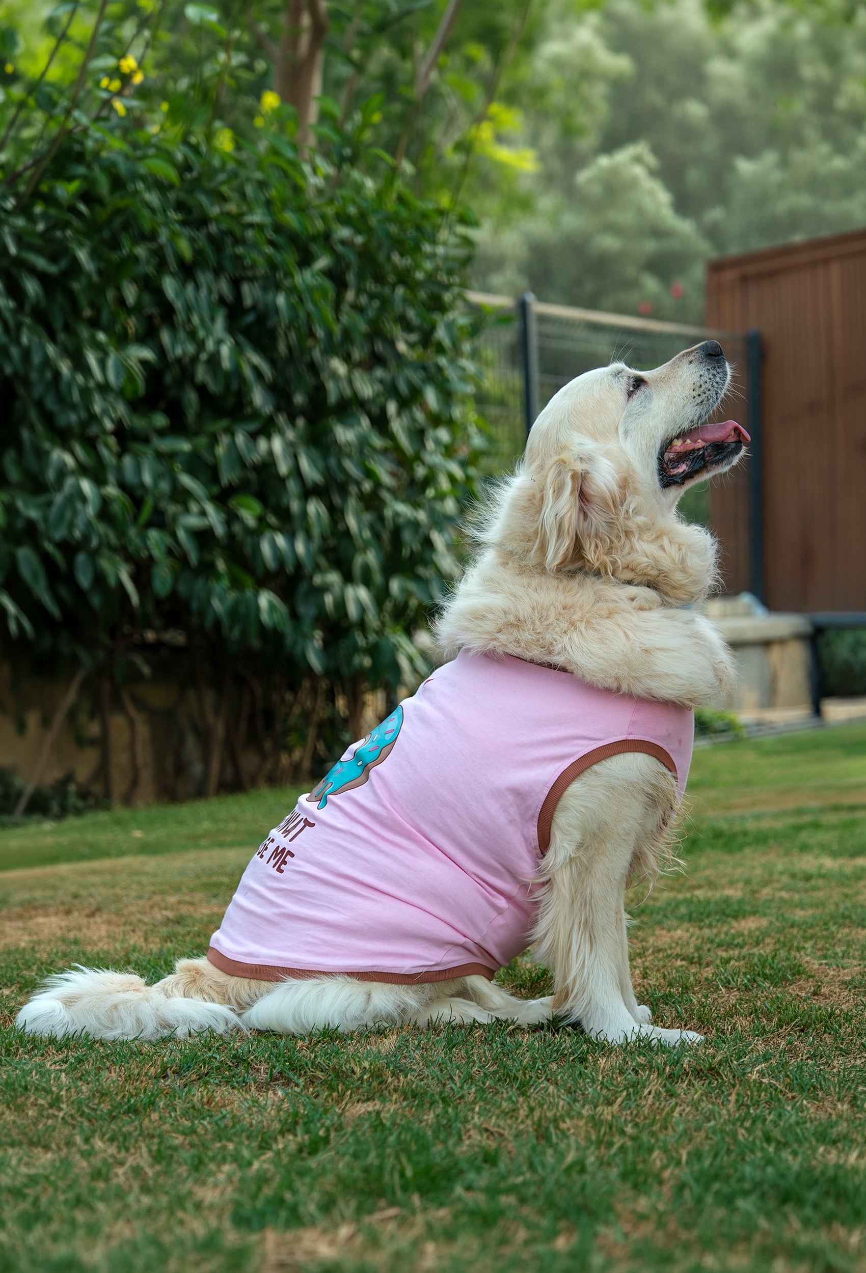 Pamuklu pembe Donut Judge Me köpek t-shirt giyen golden retriever köpek bahçede lifestyle çekiminde