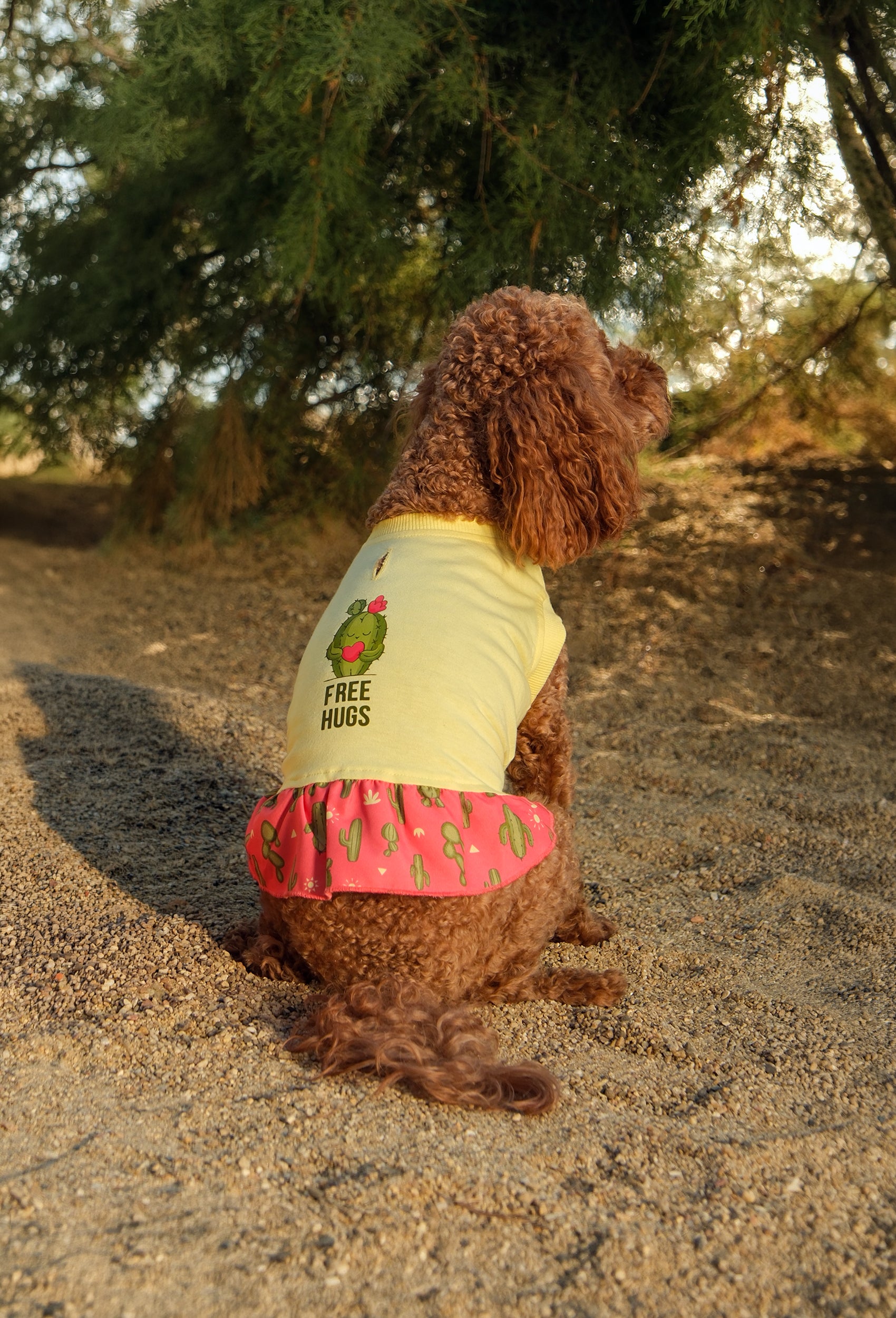 Pamuklu sarı Free Hugs köpek elbisesi giyen Poodle köpek doğada outdoor lifestyle çekiminde