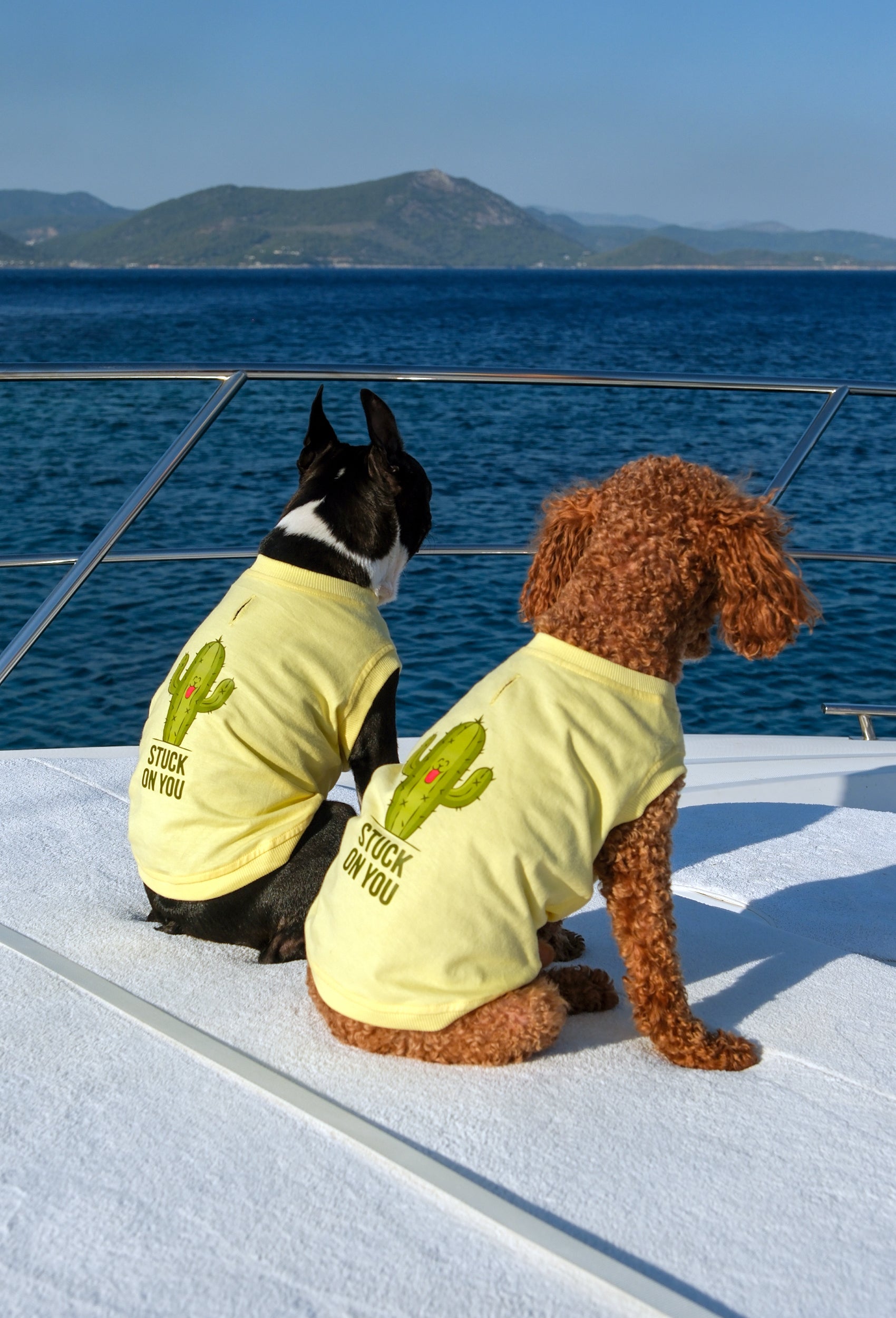 amuklu sarı Stuck On You köpek t-shirt giyen Boston Terrier Poodle köpek teknede yaz temalı lifestyle çekiminde