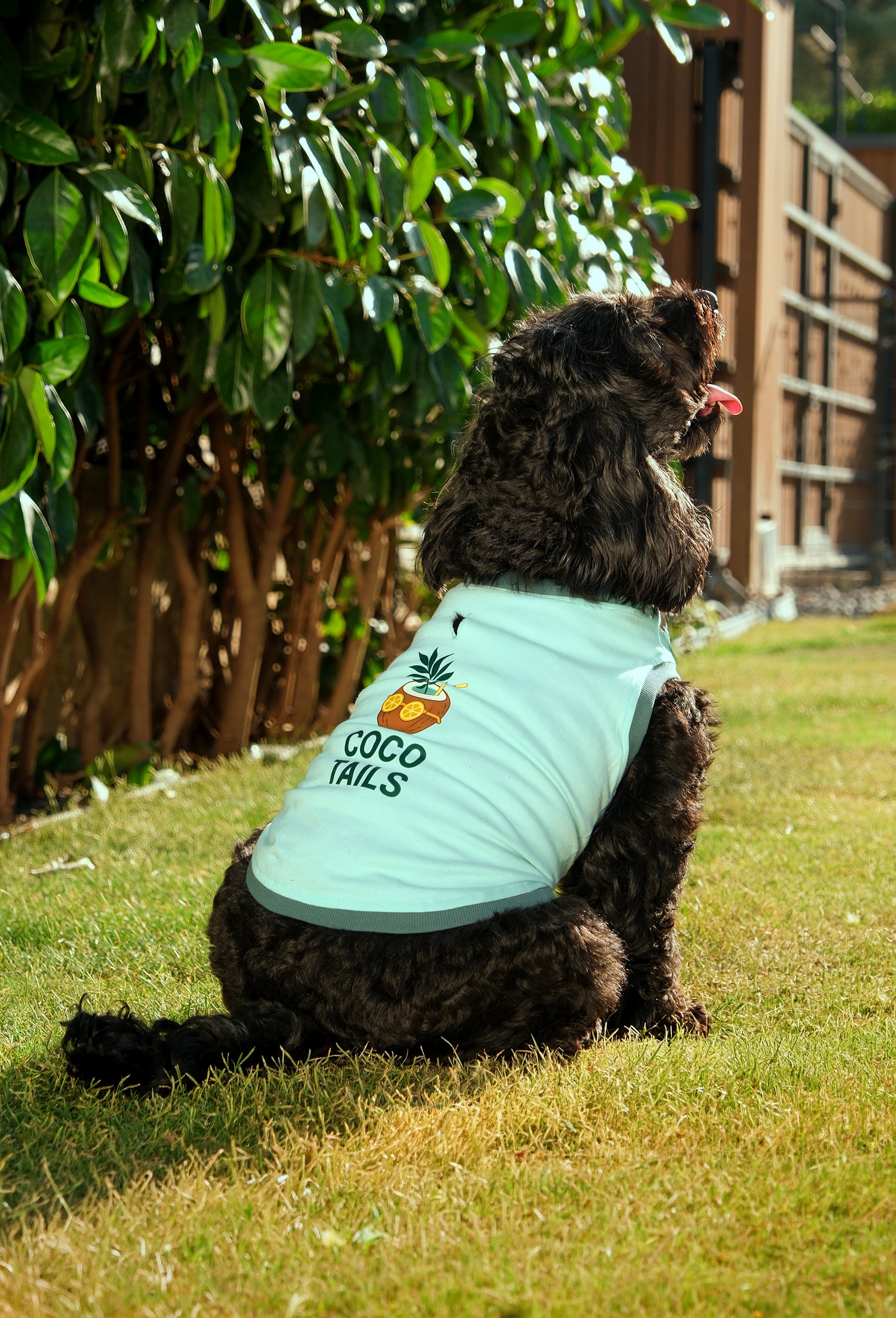 Pamuklu su yeşili Coco Tails köpek t-shirt giyen black cockapoo köpek bahçede yaz konseptli lifestyle çekiminde