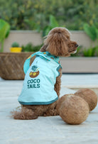 Pamuklu su yeşili Coco Tails köpek t-shirt giyen toy poodle köpek yaz temalı outdoor lifestyle çekiminde