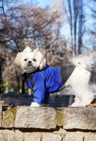 Parkta parlament mavisi su geçirmez köpek montu giyen Shih Tzu lifestyle fotoğrafı