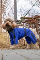 Parkta parlament mavisi su geçirmez köpek tulumu giyen Poodle outdoor lifestyle fotoğrafı