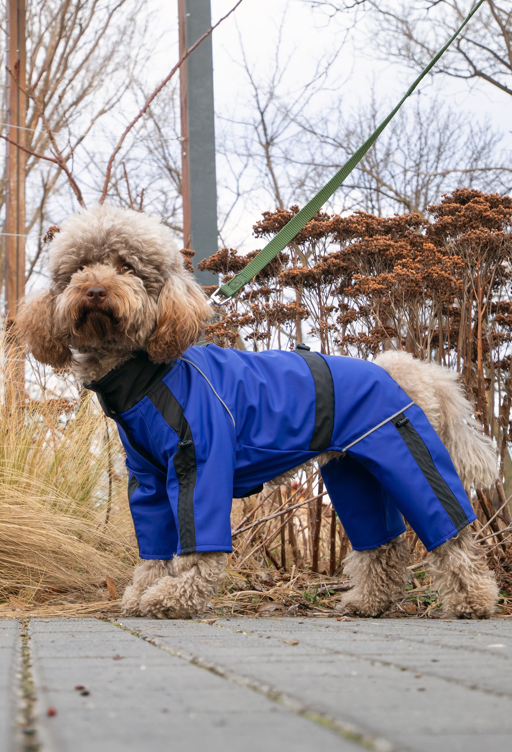 Parkta parlament mavisi su geçirmez köpek tulumu giyen Poodle outdoor lifestyle fotoğrafı
