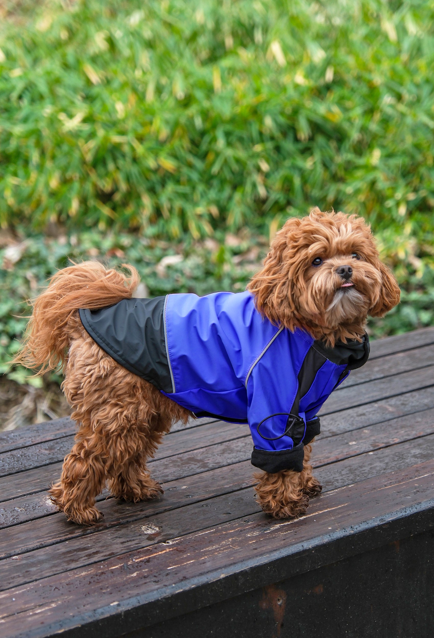 Yağmurlu havada parlament mavisi waterproof köpek montu giyen maltipoo outdoor lifestyle çekimi
