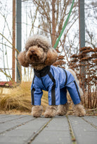 Pastel mavi su geçirmez dişi köpek tulumu giyen Poodle köpek ormanda outdoor lifestyle çekiminde