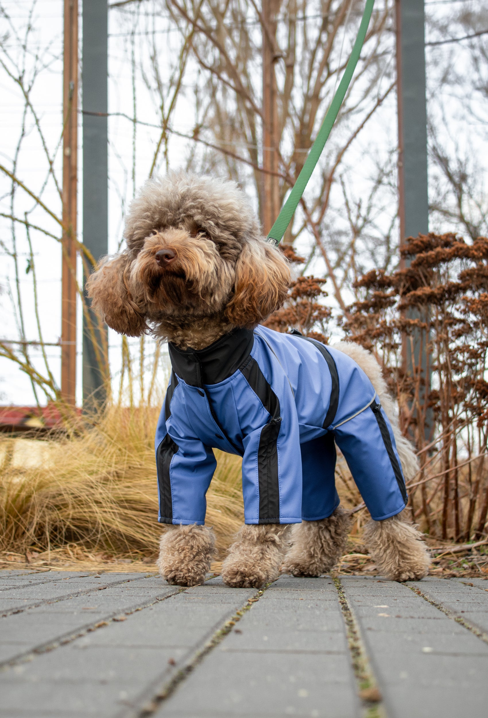Pastel mavi su geçirmez dişi köpek tulumu giyen Poodle köpek ormanda outdoor lifestyle çekiminde
