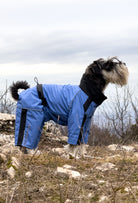 Pastel mavi su geçirmez karnı kapalı dişi köpek tulumu giyen Schnauzer köpek doğada outdoor yürüyüş sırasında