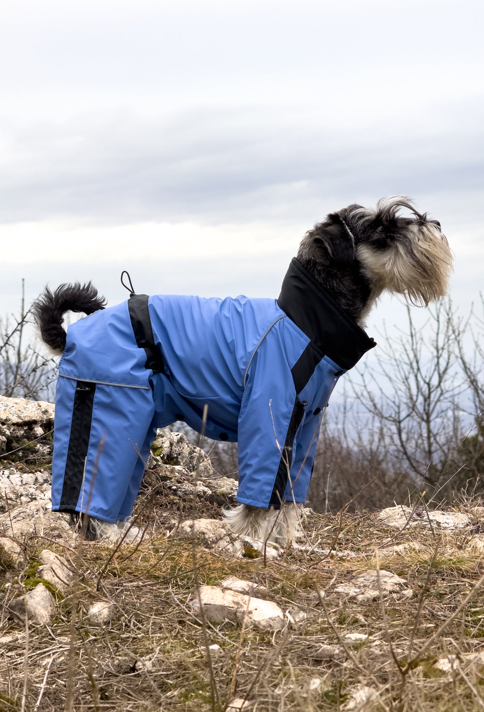 Pastel mavi su geçirmez karnı kapalı dişi köpek tulumu giyen Schnauzer köpek doğada outdoor yürüyüş sırasında