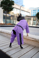 Pastel mor su geçirmez dişi köpek tulumu giyen Boston Terrier şehirde outdoor lifestyle çekiminde parkta