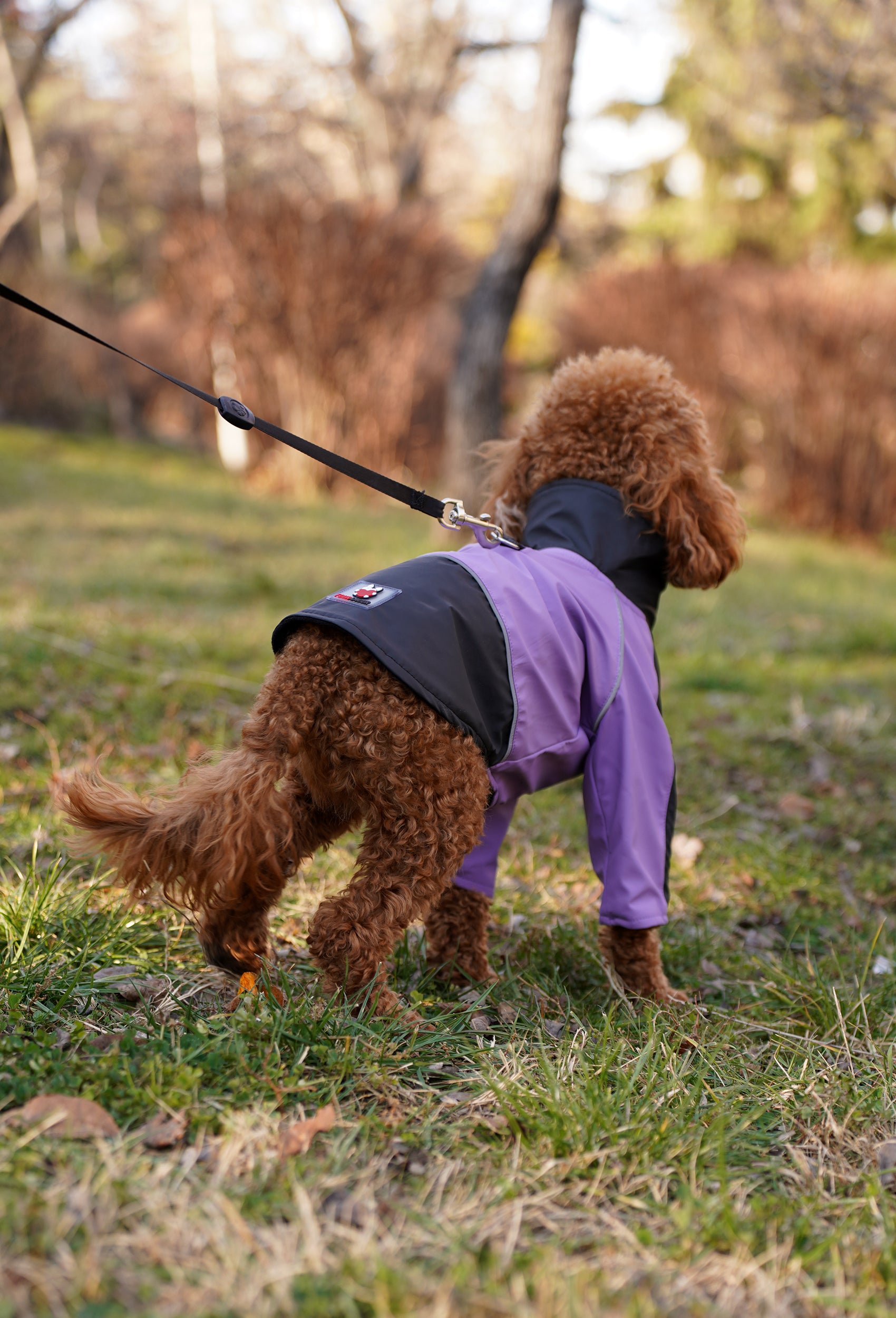 Pastel mor su geçirmez köpek montu giyen Poodle köpek parkta outdoor lifestyle çekiminde