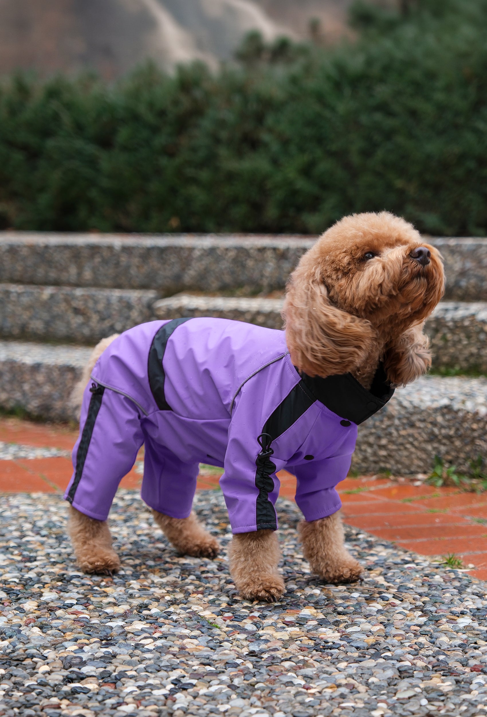 Pastel mor waterproof dişi köpek tulumu giyen Poodle köpek parkta lifestyle fotoğrafı