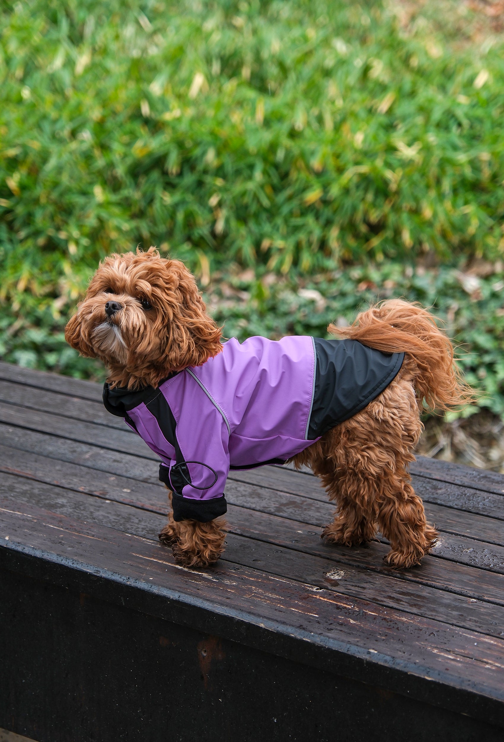 Pastel mor waterproof köpek montu giyen Maltipoo köpek doğada lifestyle fotoğrafı