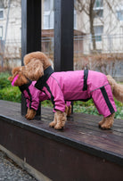 Pembe su geçirmez dişi köpek tulumu giyen Poodle köpek parkta outdoor lifestyle fotoğrafı