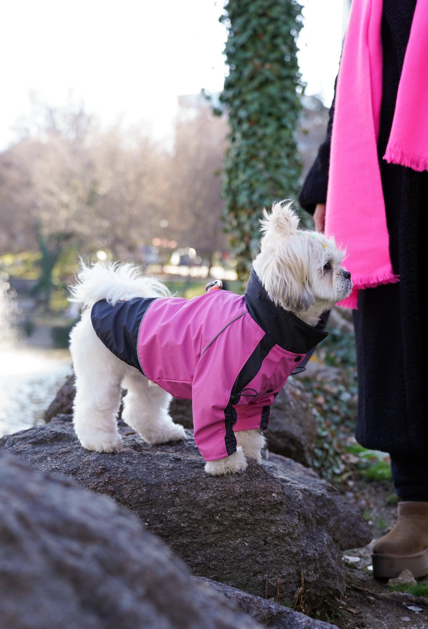 Pembe su geçirmez köpek montu giyen Shih Tzu köpek doğada lifestyle çekiminde
