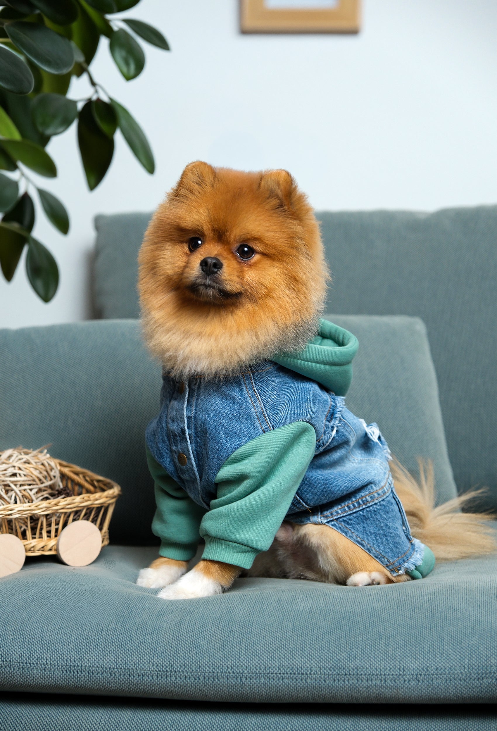 Su yeşili kapüşonlu köpek denim ceketi giyen Pomeranian köpek ev ortamında koltuk üzerinde oturuyor