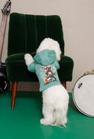 Su yeşili Rock Star köpek hoodie giyen beyaz köpek Maltese yeşil koltuk yanında arkadan lifestyle görünüm