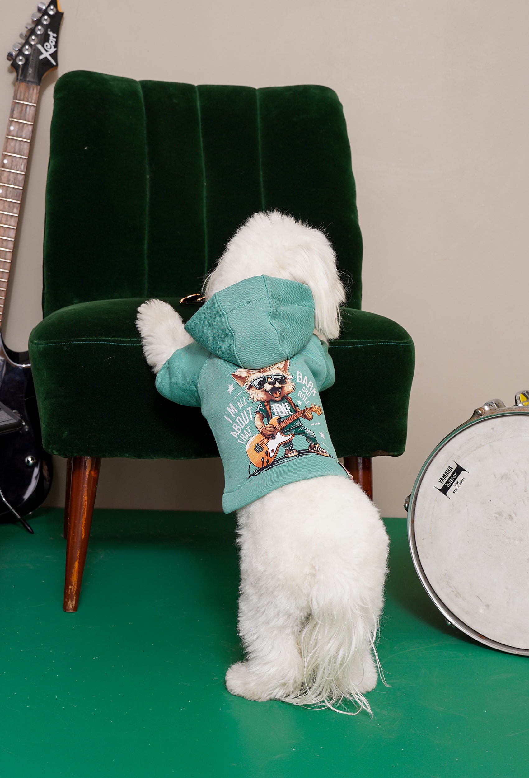 Su yeşili Rock Star köpek hoodie giyen beyaz köpek Maltese yeşil koltuk yanında arkadan lifestyle görünüm
