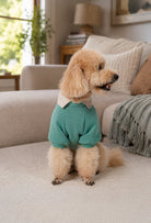 Su yeşili Woof köpek sweatshirt giyen apricot poodle ev ortamında önden lifestyle çekim