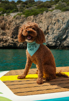 Tropic Like It’s Hot çift taraflı köpek bandanası takan poodle deniz kenarında lifestyle çekiminde