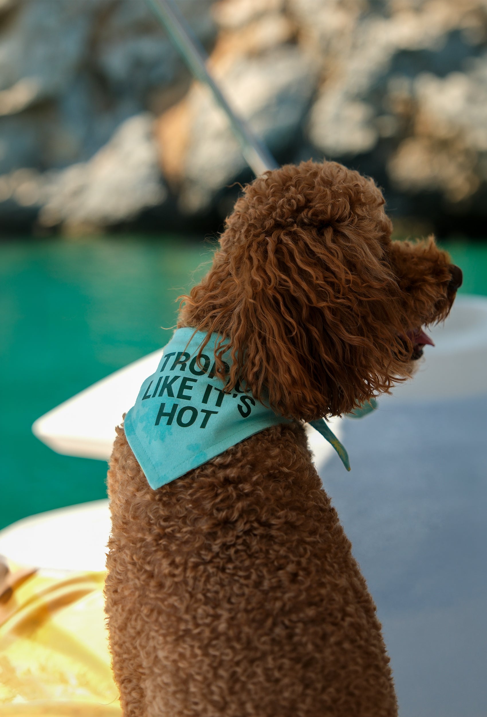Tropic Like It’s Hot çift taraflı köpek bandanası takan poodle yat üzerinde lifestyle çekiminde