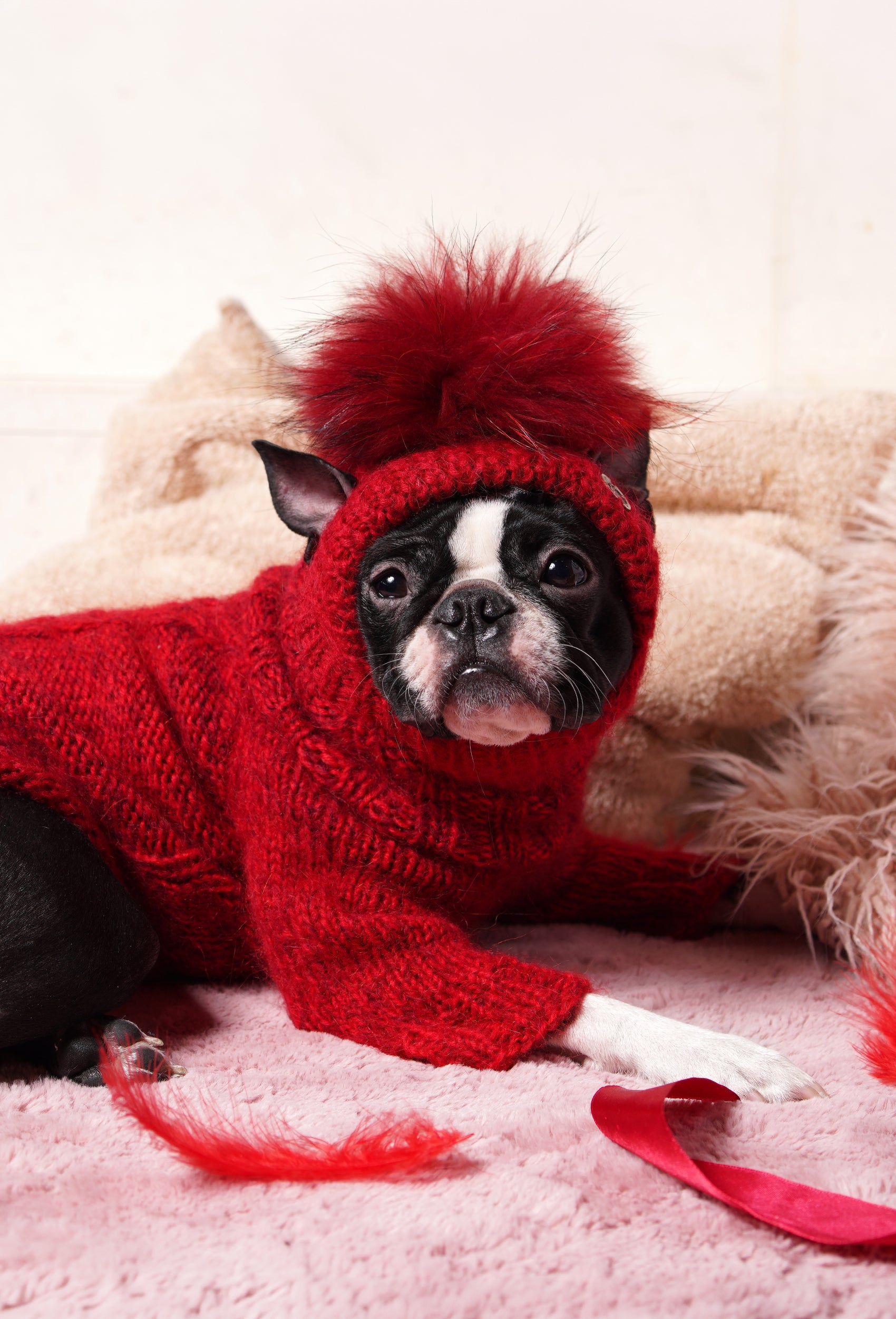 Boston Terrier üzerinde vişne ponponlu el örgüsü köpek şapkası, sıcak ve şık kış kombini