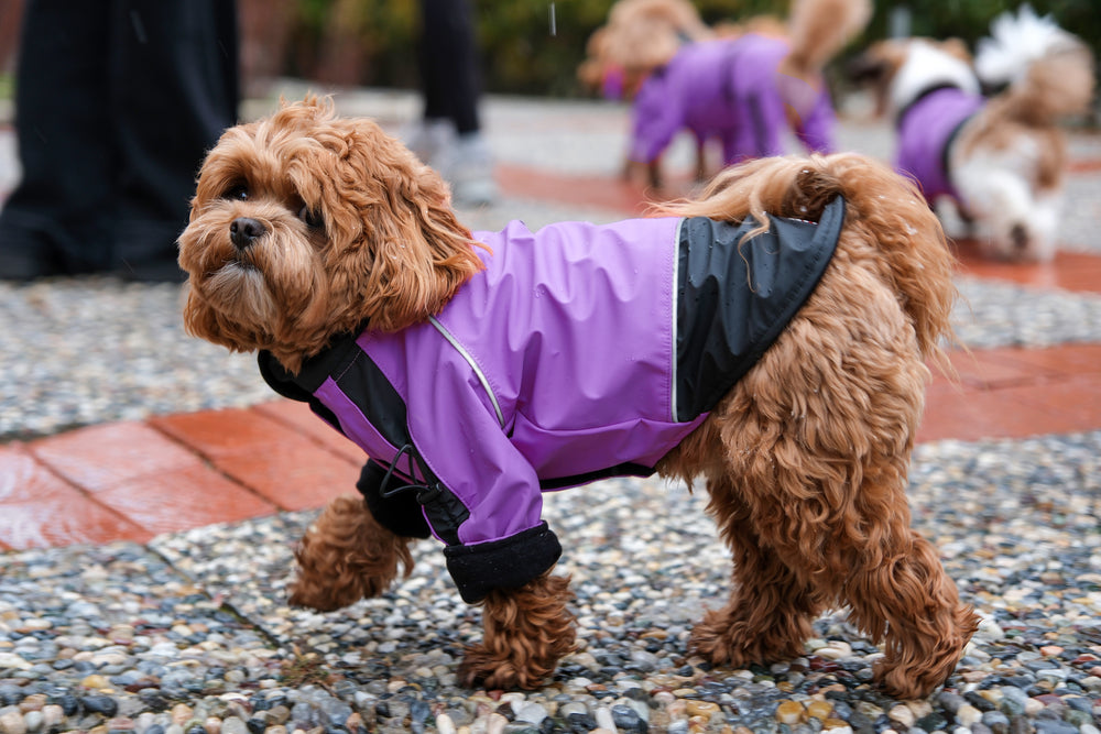 Her Yağmurda Kuru, Her Macerade Özgür.