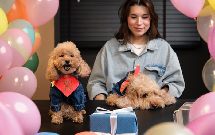 Köpeği Olan Birine Hediye: Bedenini Bilmeden Ne Alınır?