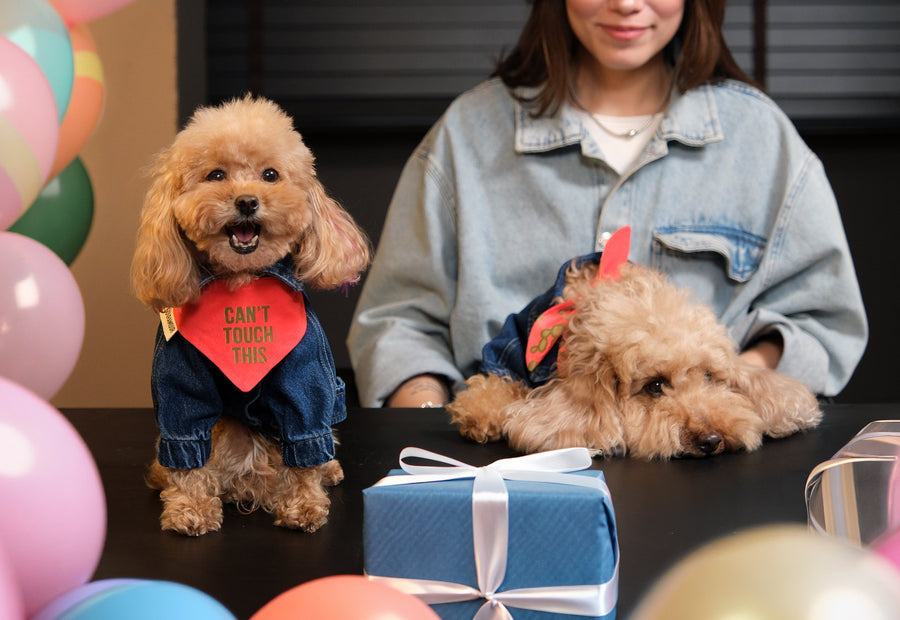 Köpeği Olan Birine Hediye: Bedenini Bilmeden Ne Alınır?
