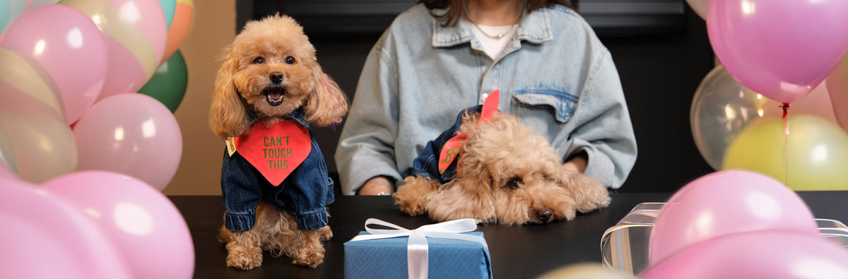 Köpeği Olan Birine Hediye: Bedenini Bilmeden Ne Alınır?
