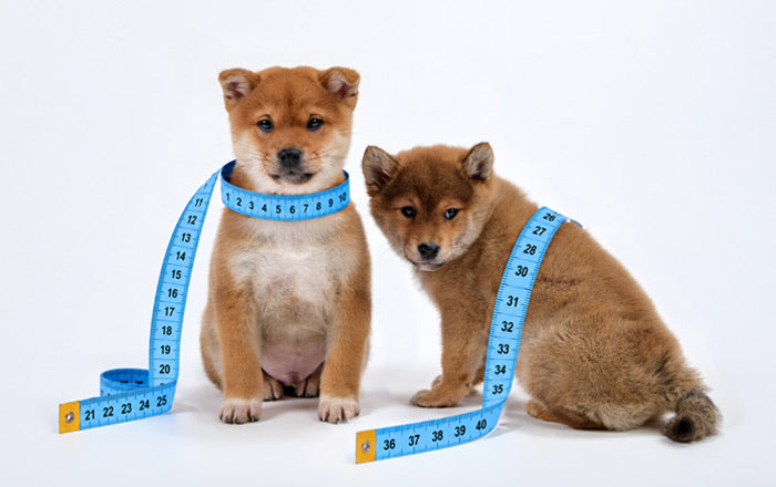 Köpek Bedeni Nasıl Ölçülür? 3 Ölçü ve Ağırlığın Yanıltan Yanı